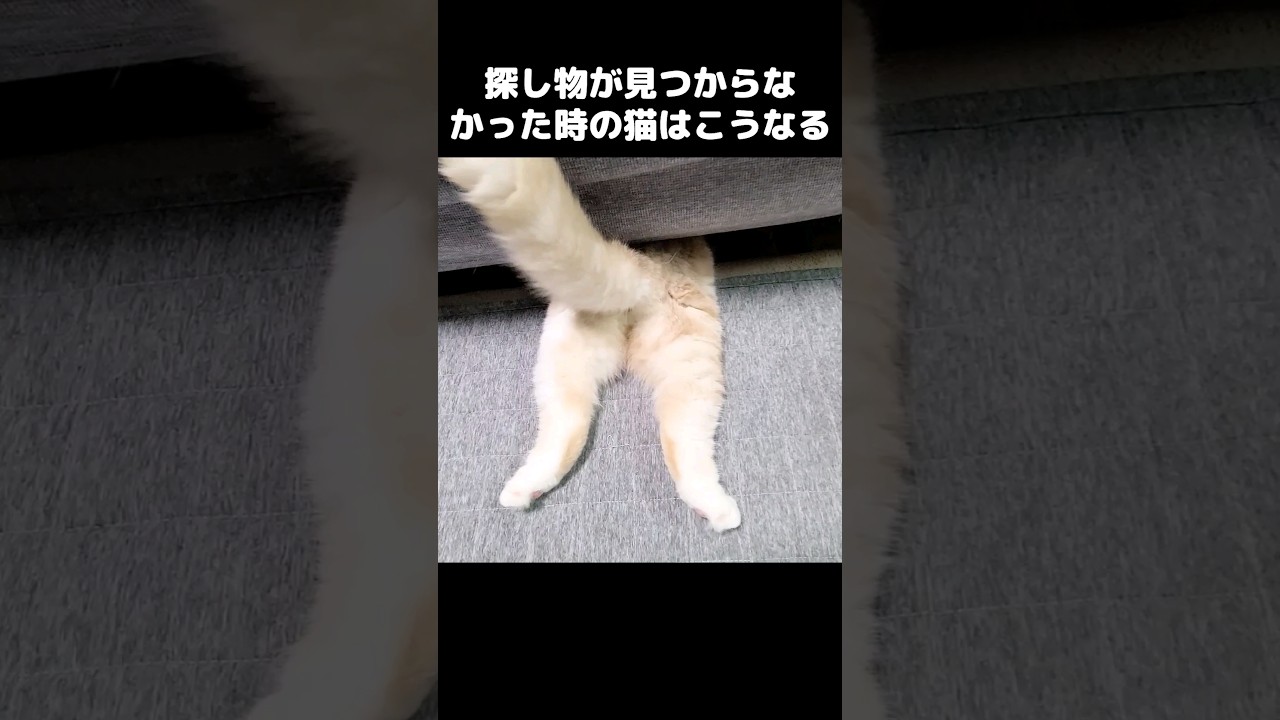 探し物が見つからない猫がこなっちゃいました...笑#shorts