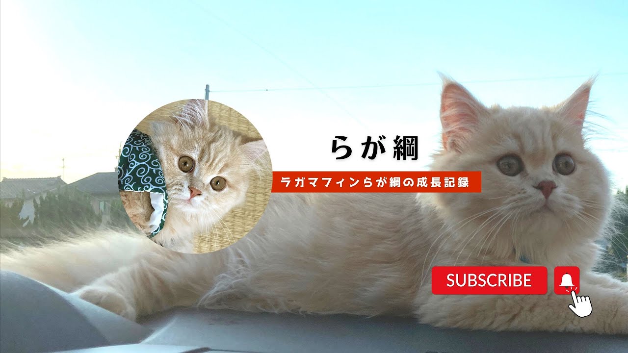 ラガマフィン子猫 らが綱の配信 #cat #猫