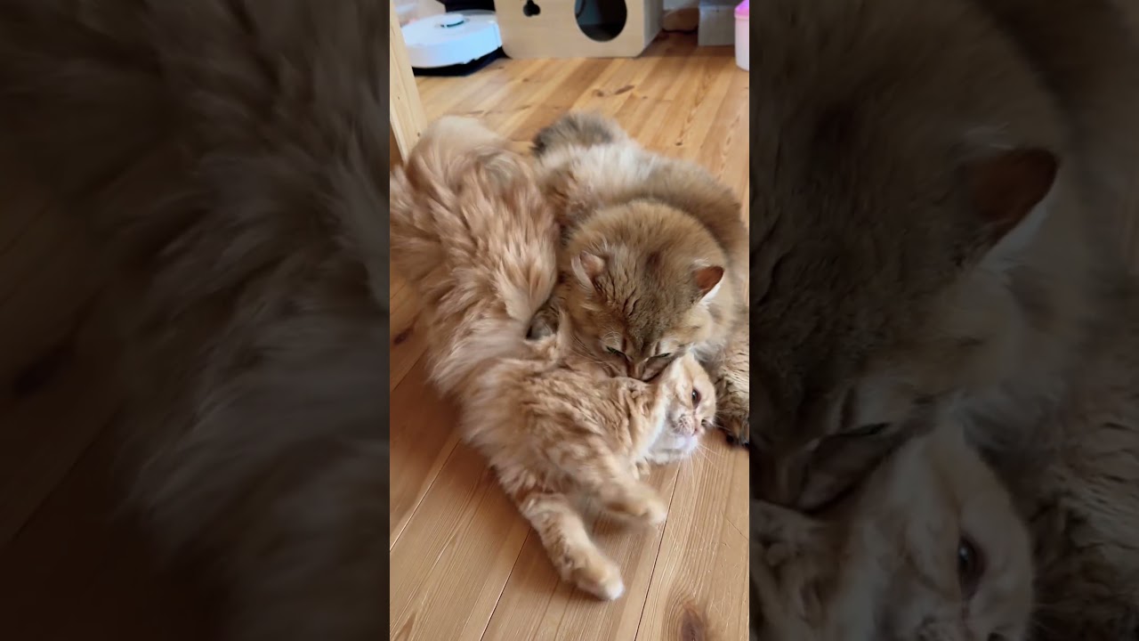 #shorts もふもふカップル