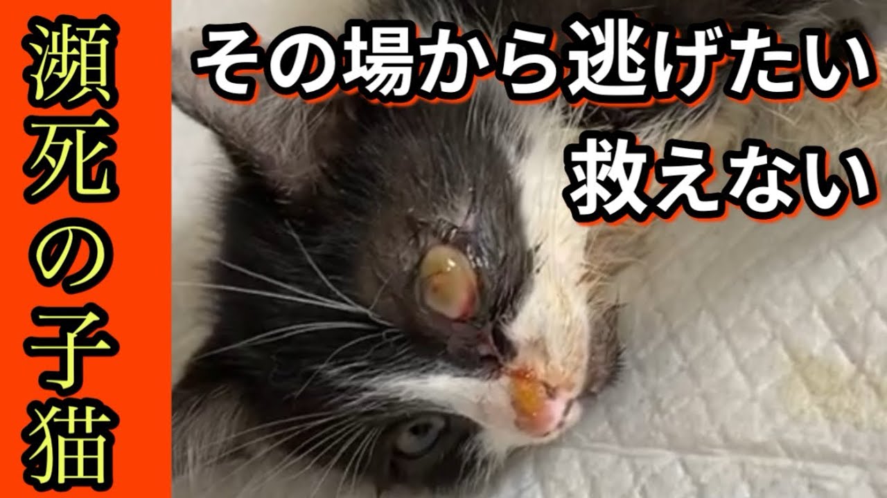 【子猫　緊急保護】片目が潰れ見捨てようと思った子猫を保護、生死の境をさまよった子猫