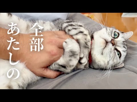 『全部あたしのものよ』 #猫 #アメリカンショートヘア
