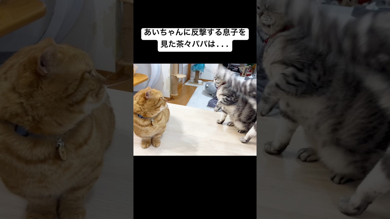 『女性に当たるパンチしちゃダメなのん！』 #猫 #マンチカン #shorts