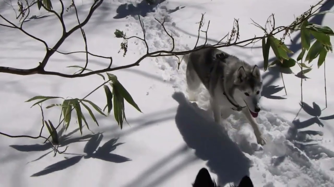 ワンコとスノーシュー240114
