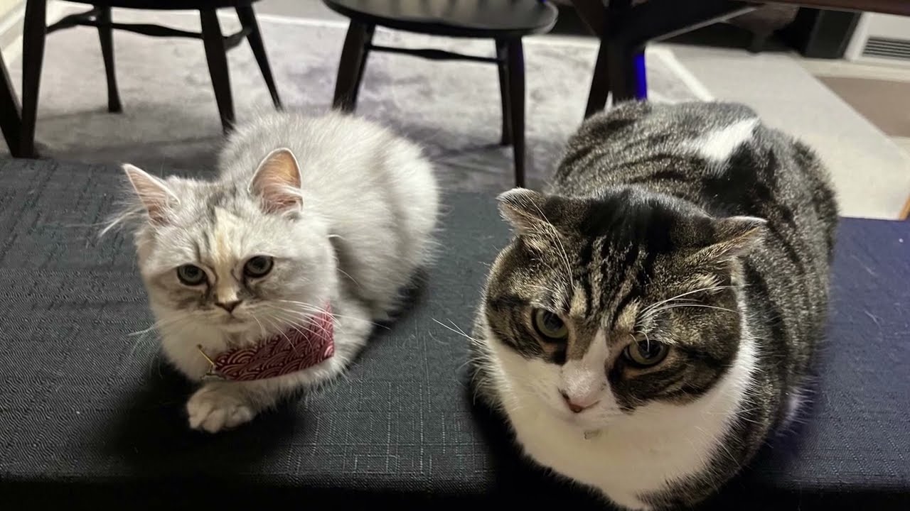 ラガマフィンの子猫の日常