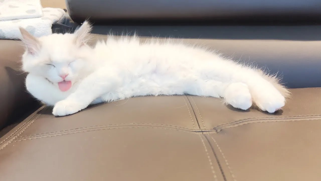 グルーミング中の子猫があのキャラにそっくりでした笑【ラグドールのなぎさん】＃ドラゴンボール