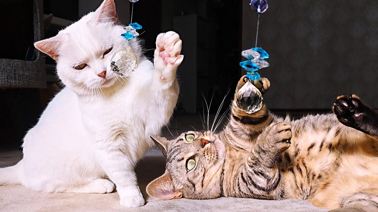 サンキャッチャーをオモチャ代わりに遊ぶ短足猫