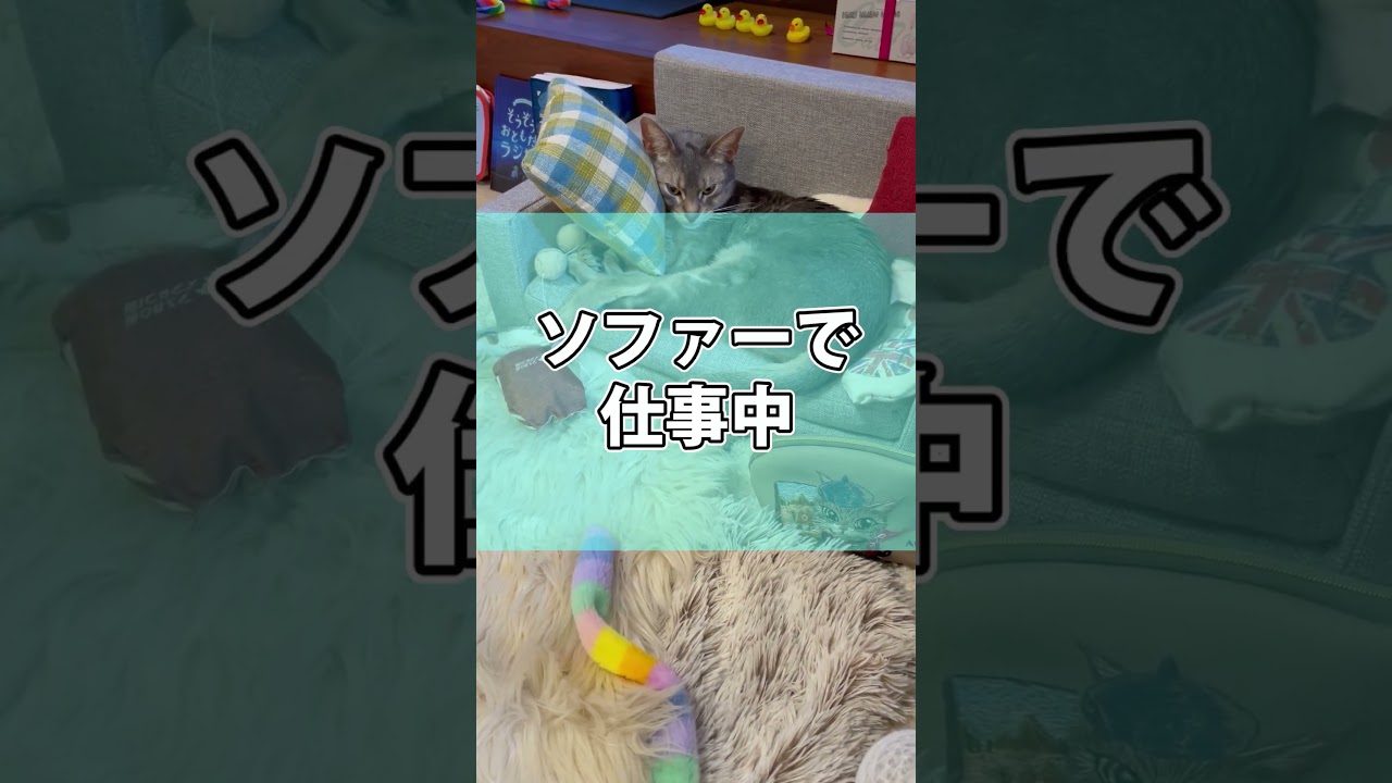 うちの猫さんは寛ぐことが仕事です shorts #猫 #アビシニアン