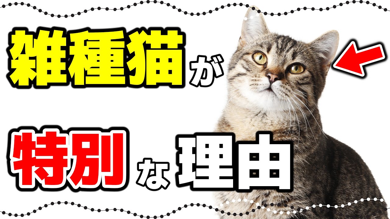 【雑種猫の魅力】人気No.1！雑種猫・ミックス猫とは？毛色の種類や性格も