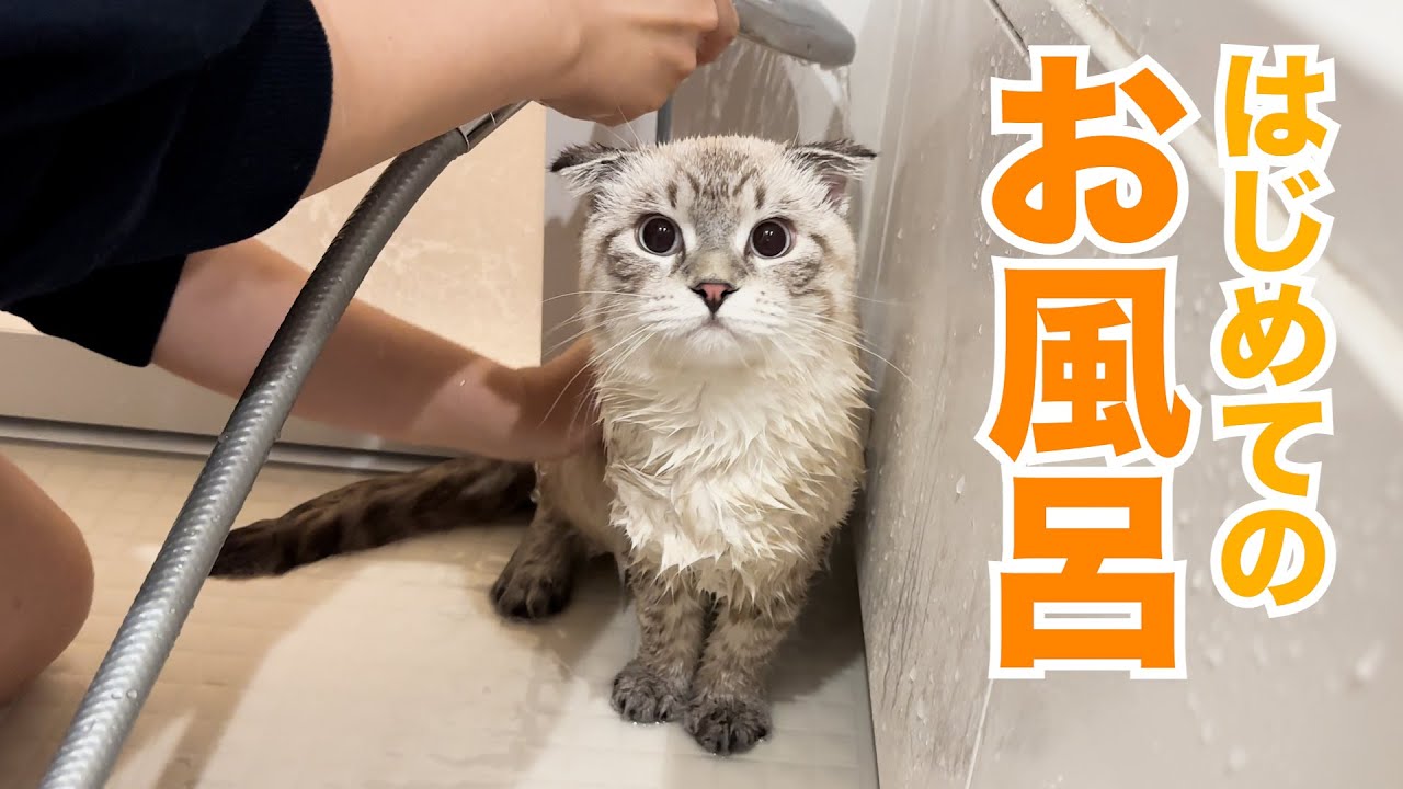 はじめてお風呂に入った子猫！予想外の反応でしたw