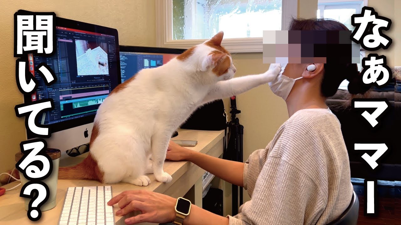 【甘えんぼ猫】『ママ聞いて〜！泣』と猫が告げ口しに来たので録画したデータを調べてみた結果…