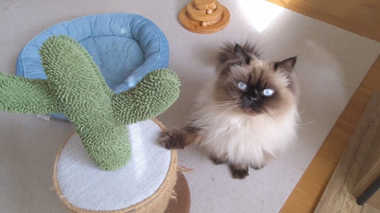 【ヒマラヤン】猫との休日に密着【鳴き声】