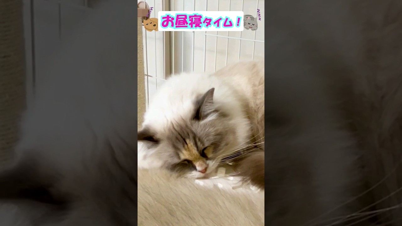 みんなでお昼寝タイムzzZ #shorts  #ラグドール #ラガマフィン #ブリティッシュロングヘア #ボーダーコリー
