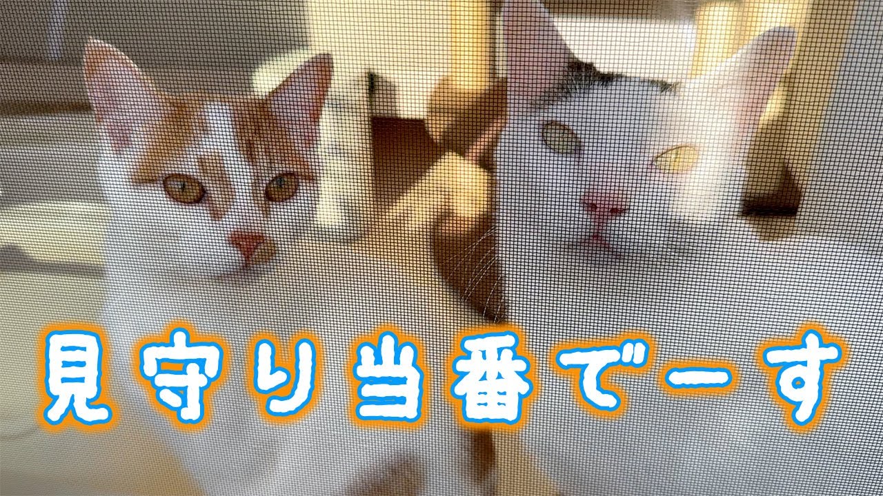 朝は猫たちに見守られながら家事をこなします！