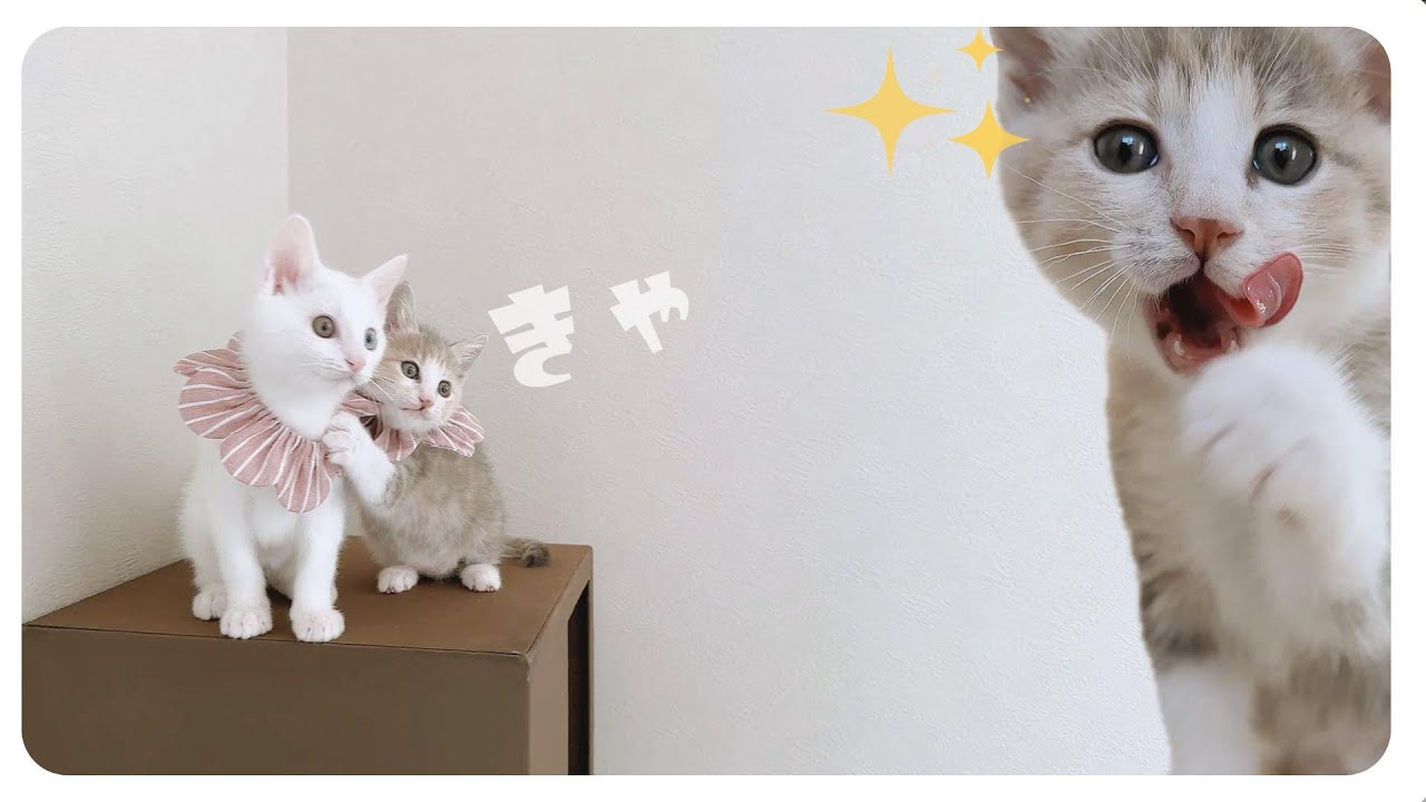 【子猫】だんだんいけない場所がなくなってきました【保護猫生活61日目】