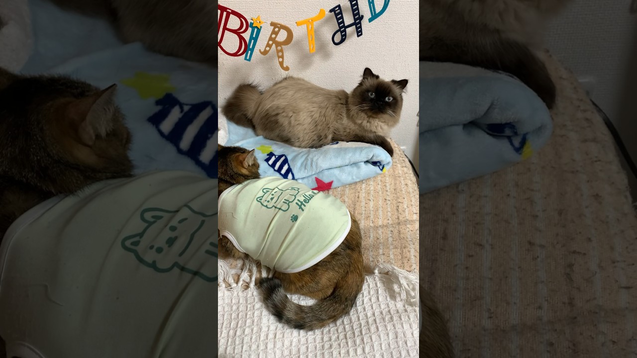 なぜかみんな水色の毛布が好き#猫 #保護猫 #ヒマラヤン #猫のいる生活 #shorts