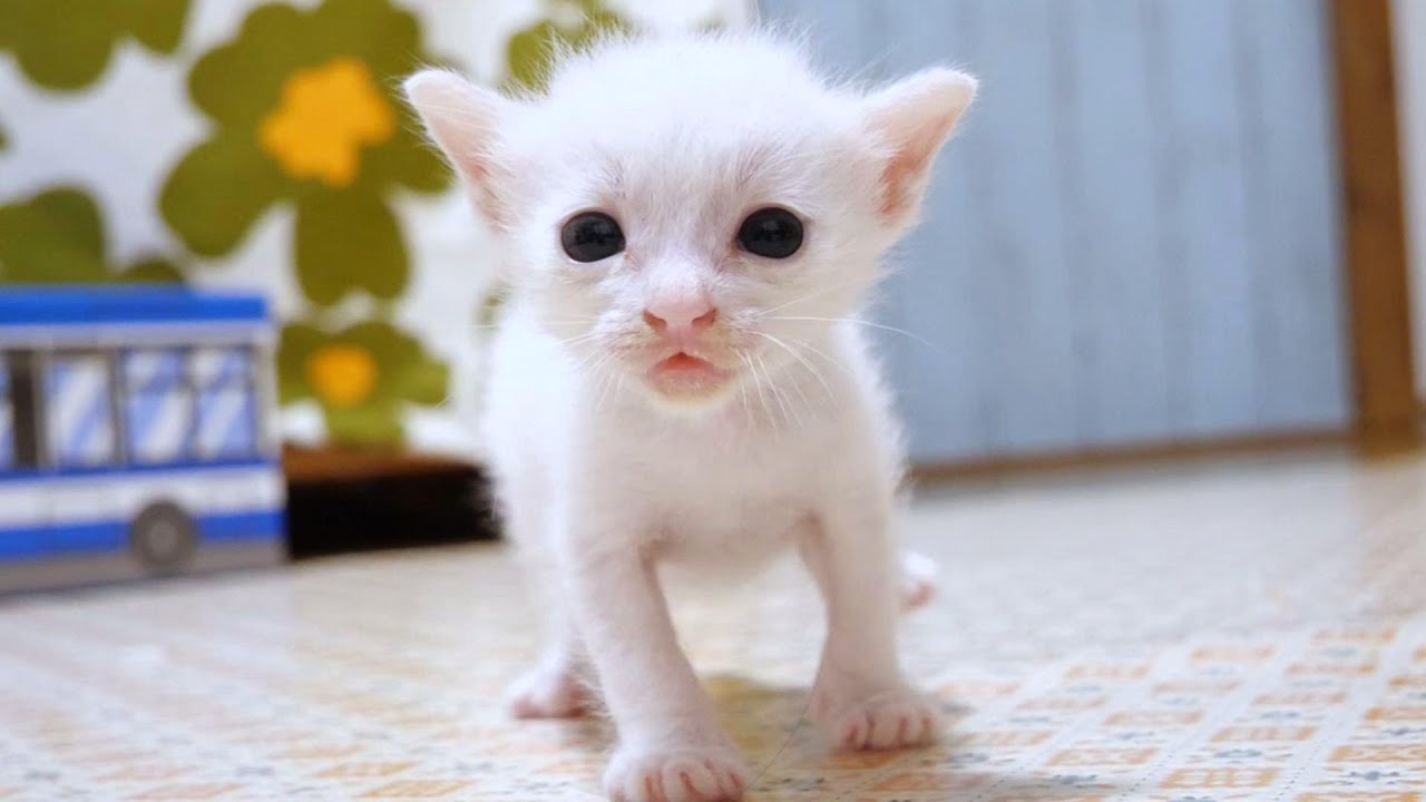 手のひらサイズの子猫がカメラに向かってよちよち突進してきます【赤ちゃん猫　保護猫】