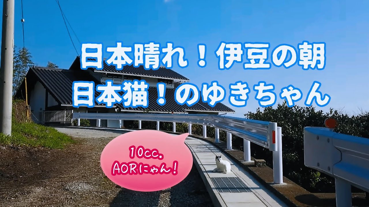 【さんぽねこ】気持ちいいニャン！ご機嫌ニャン！ね！今朝の超～快晴！な日本晴れの伊豆｜ジャパニーズ・ボブテイル｜熱海｜伊豆｜南熱海