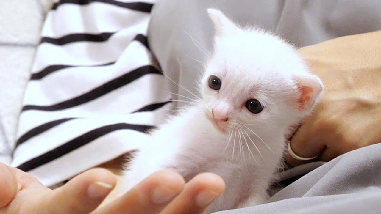 白い小さな子猫にぴったりの名前をつけました。どんな名前か当ててみてね😾【赤ちゃん猫　保護猫】
