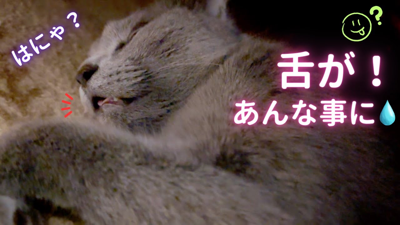 コタツの住人そら「ペロペロ」？？（ロシアンブルー）