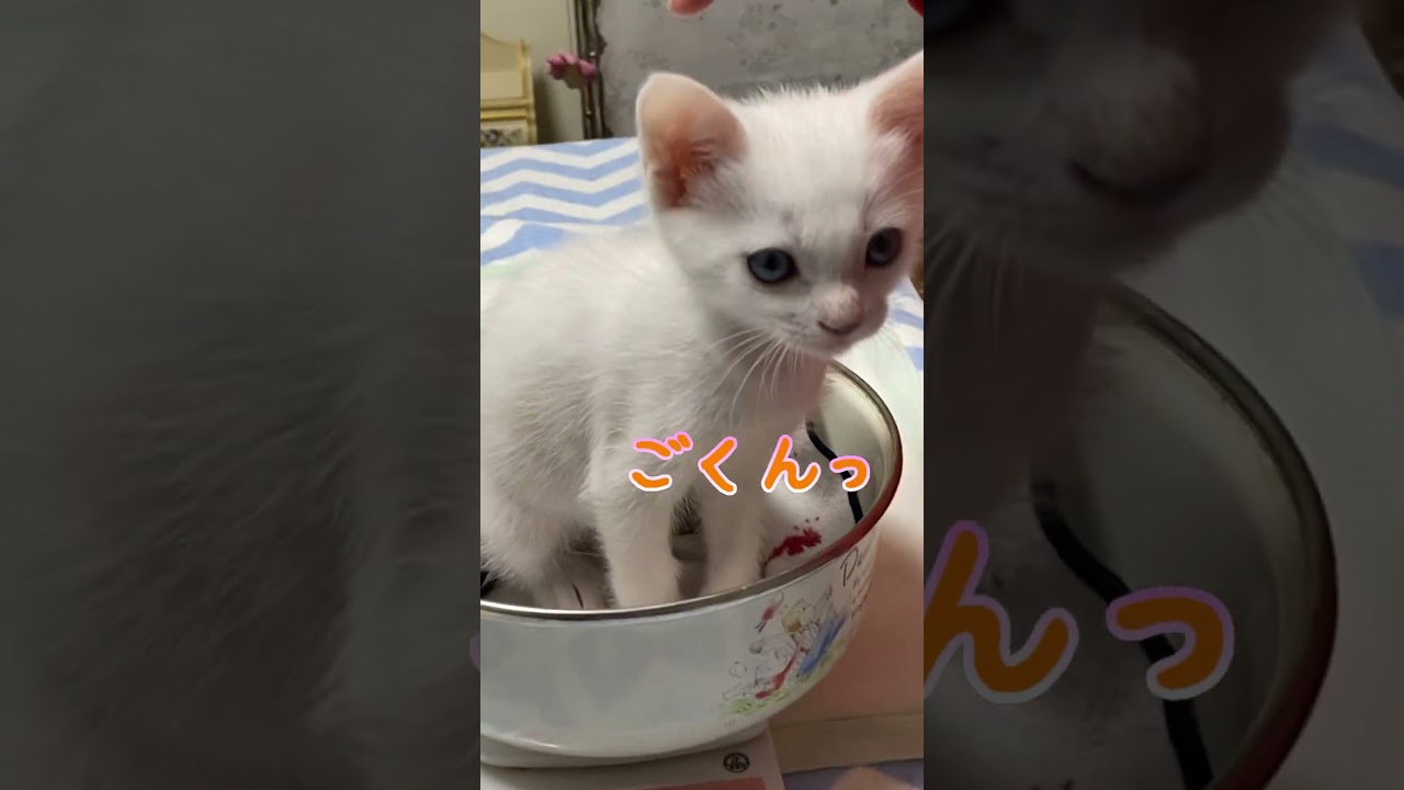ミルクを飲んで豪快にゲップする子猫