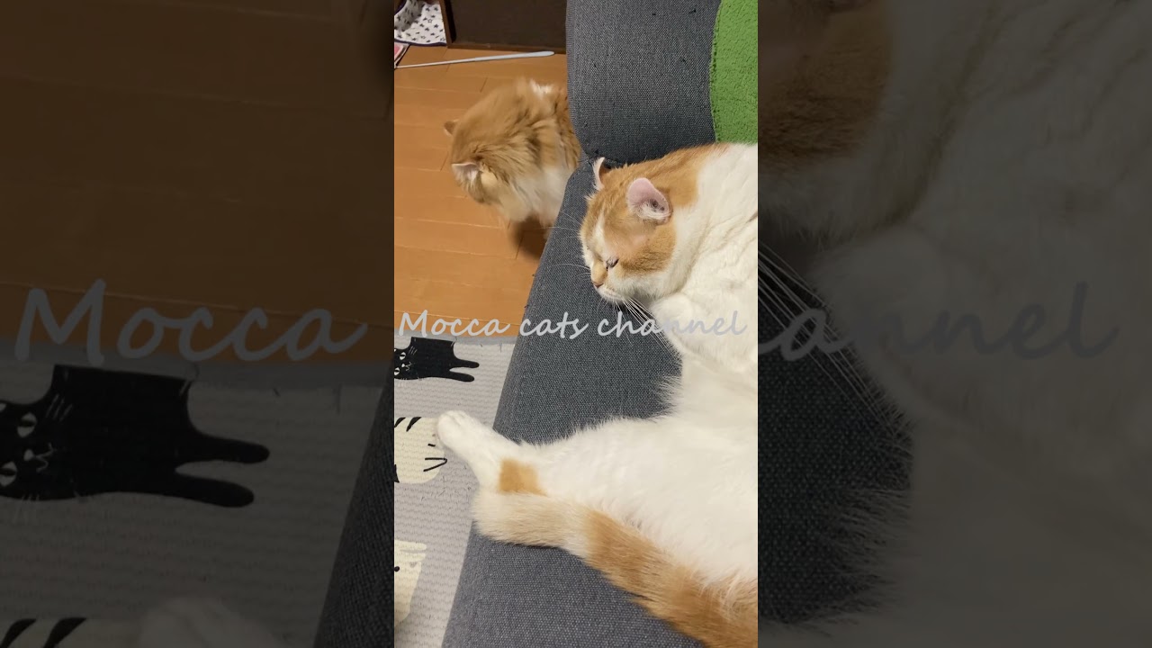 ちょっと遠めの添い寝 #shorts  #猫 #アメリカンカール #cat