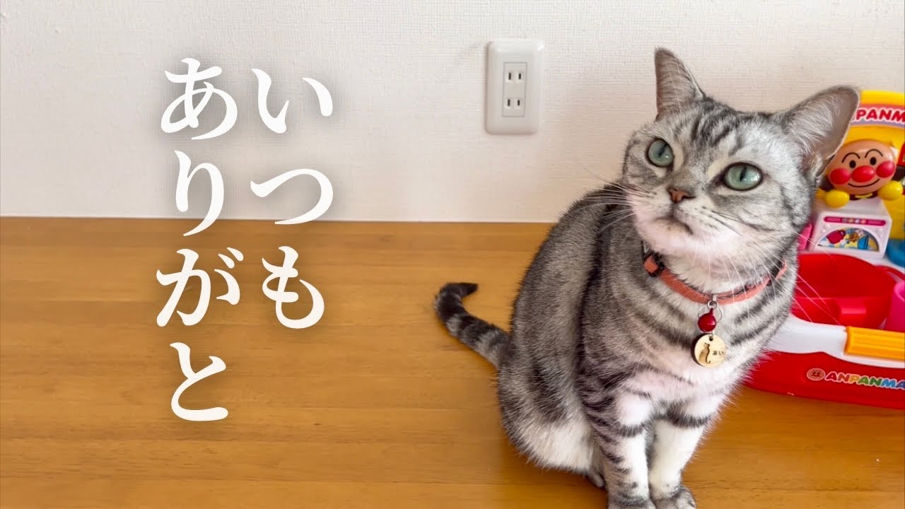 あいちゃんとパパは何故出会ったのか！？その理由がこちら #猫 #アメリカンショートヘア