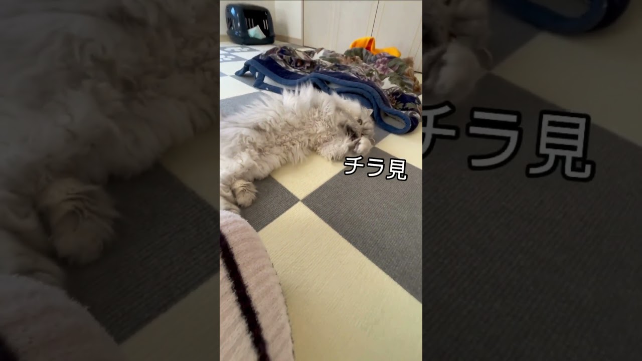 【ペルシャ猫】あざとすぎるモーニングルーティーン！