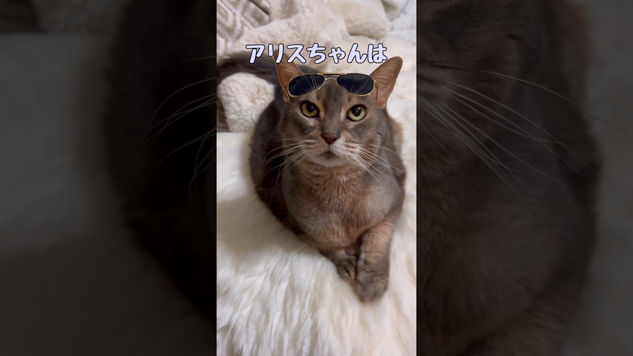 性格の違うまな猫たち #shorts #猫 #アビシニアン #ノルウエージャンフォレストキャット #cat #まな猫