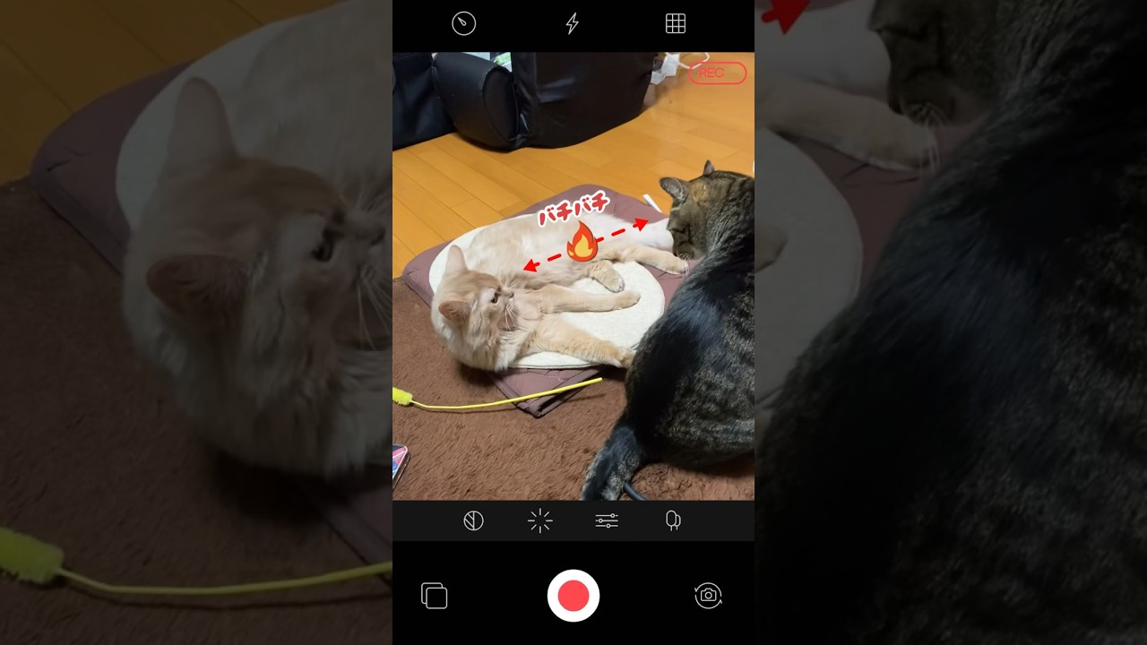 目と目が合ったら？その①#shorts #猫 #キジトラ#ソマリ