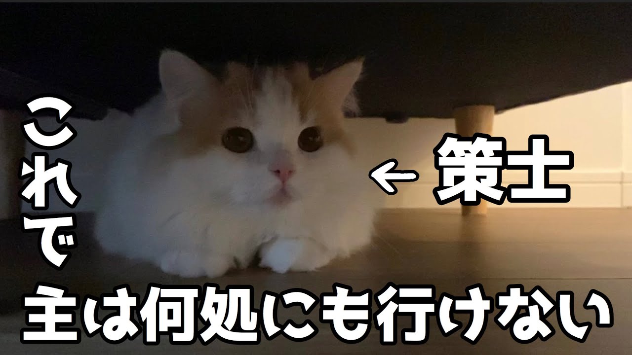 主の外出は許さないもふ猫が毎回取る行動【スコティッシュフォールド】
