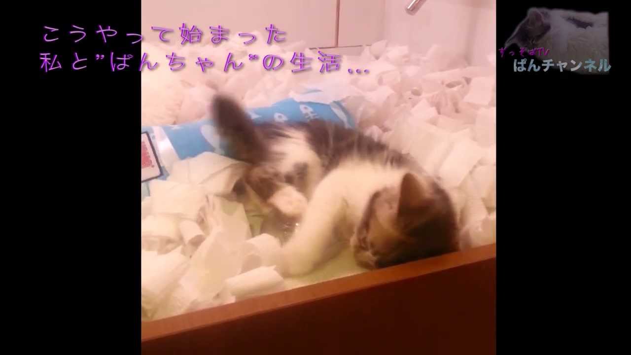 001.マンチカンの子猫"ぱんちゃん"との出逢い