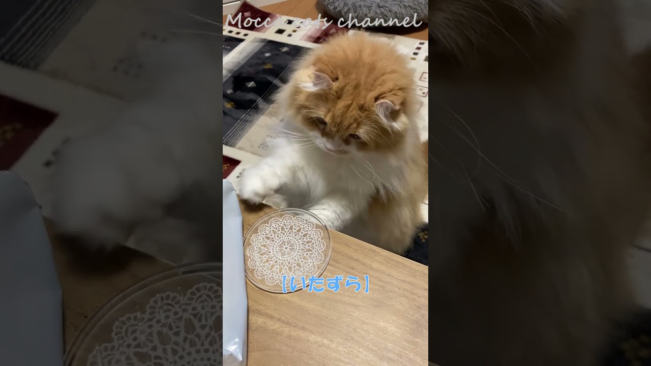 いたずら #shorts  #猫 #アメリカンカール #cat