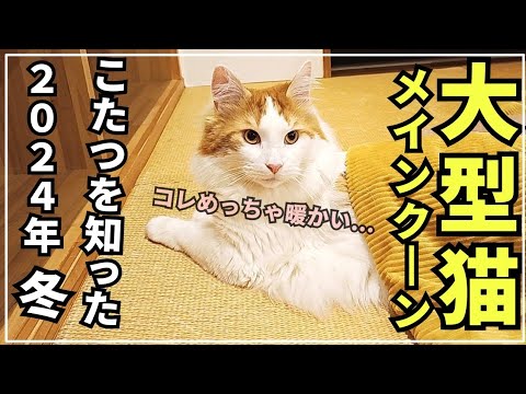 寒い冬、こたつを覚えた大型猫メインクーン