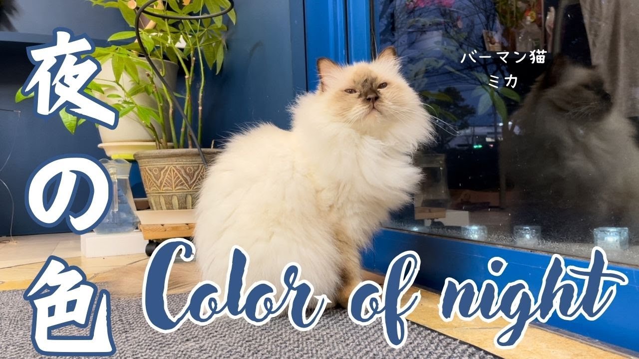 バーマン猫ミカ【夜の色】Color of night（バーマン猫）Birman/Cat