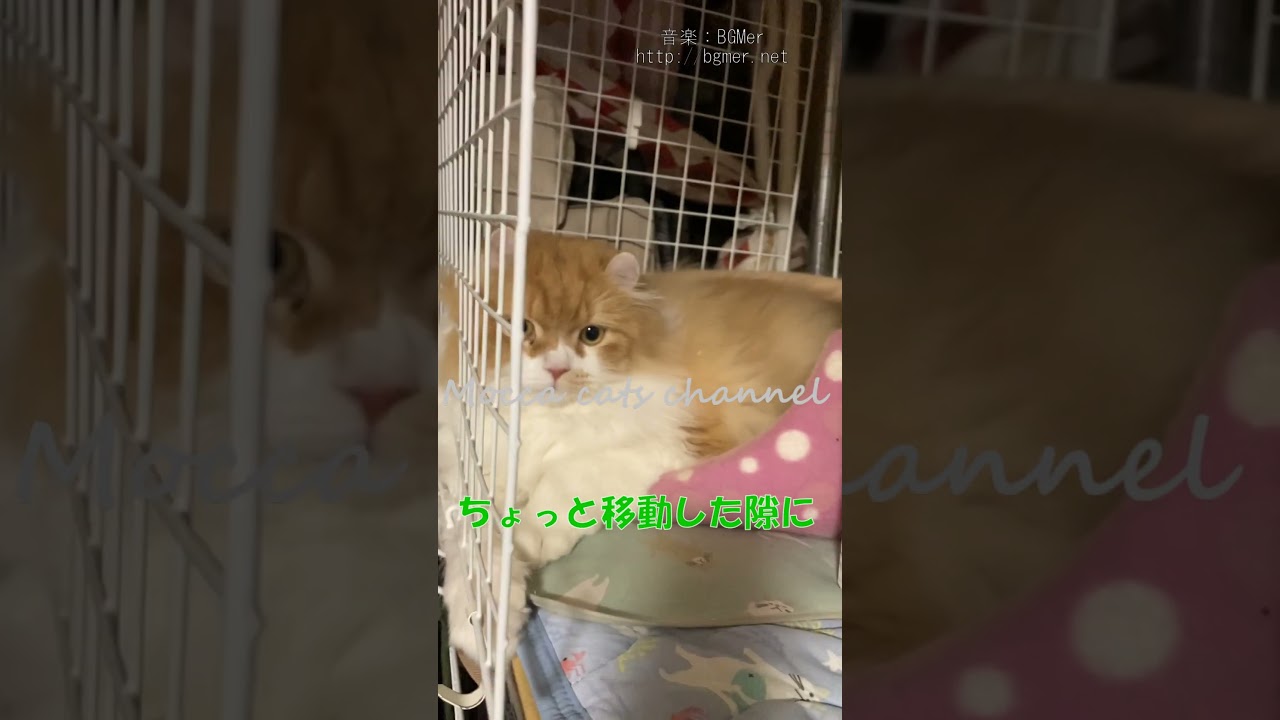 この可愛い猫の訴え #shorts  #猫 #アメリカンカール #cat