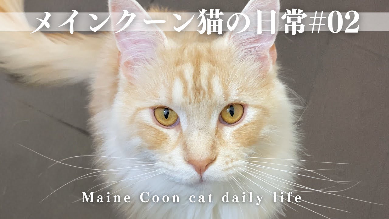 【ねこlog】メインクーンの可愛いところ見せたげる！#02 Maine Coon cat daily life【メインクーン猫の日常】