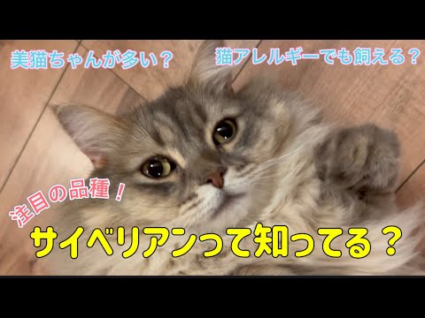急上昇のサイベリアンって知ってる？／初めて飼うのにオススメ／#サイベリアン #ねこ #cat #大型種 #デカい猫