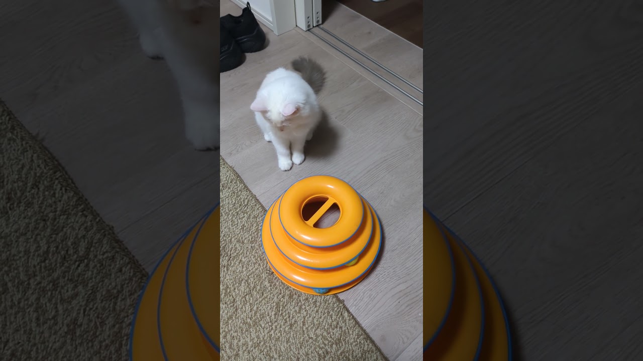 おもろいね #cat #ラグドール #子猫 #ねこ