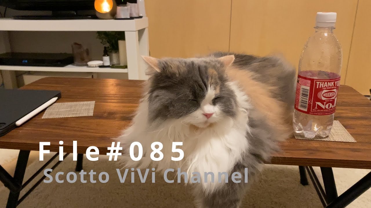 File#085〜机でくつろぐ長毛スコティッシュフォールド〜