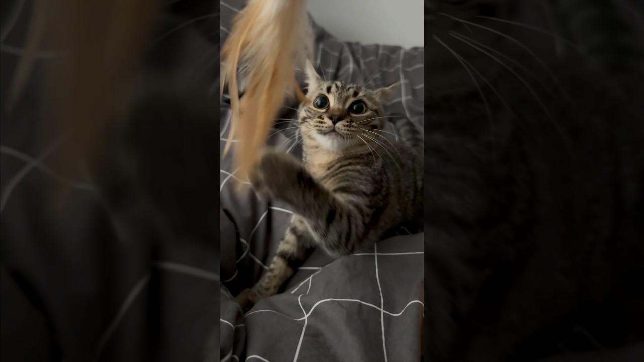 【猫動画】朝起きてすぐ遊ぶやんちゃ子猫とパパwww #shorts