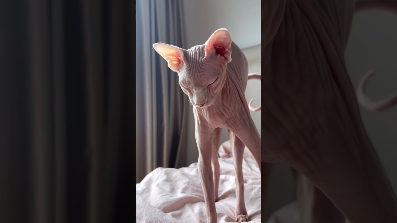 寝起きの毛のない猫が可愛い【スフィンクス猫】