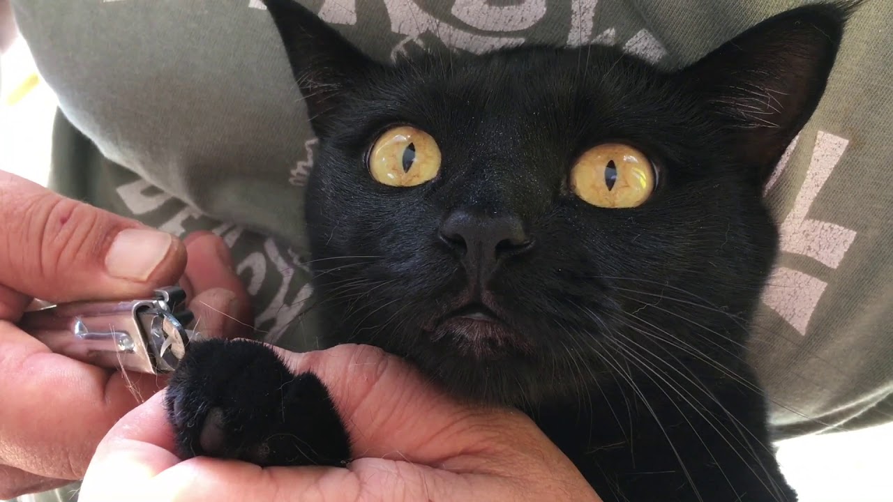 寅次郎くんのつめ切り☆４匹黒猫ボンベイ家族