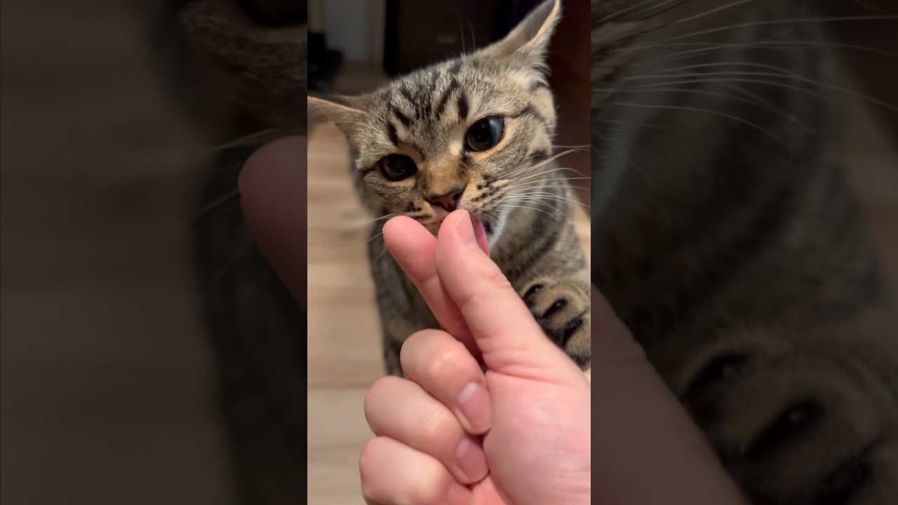 【猫動画】パパが仕事から帰ると大喜びしてくれる猫たちwww #shorts