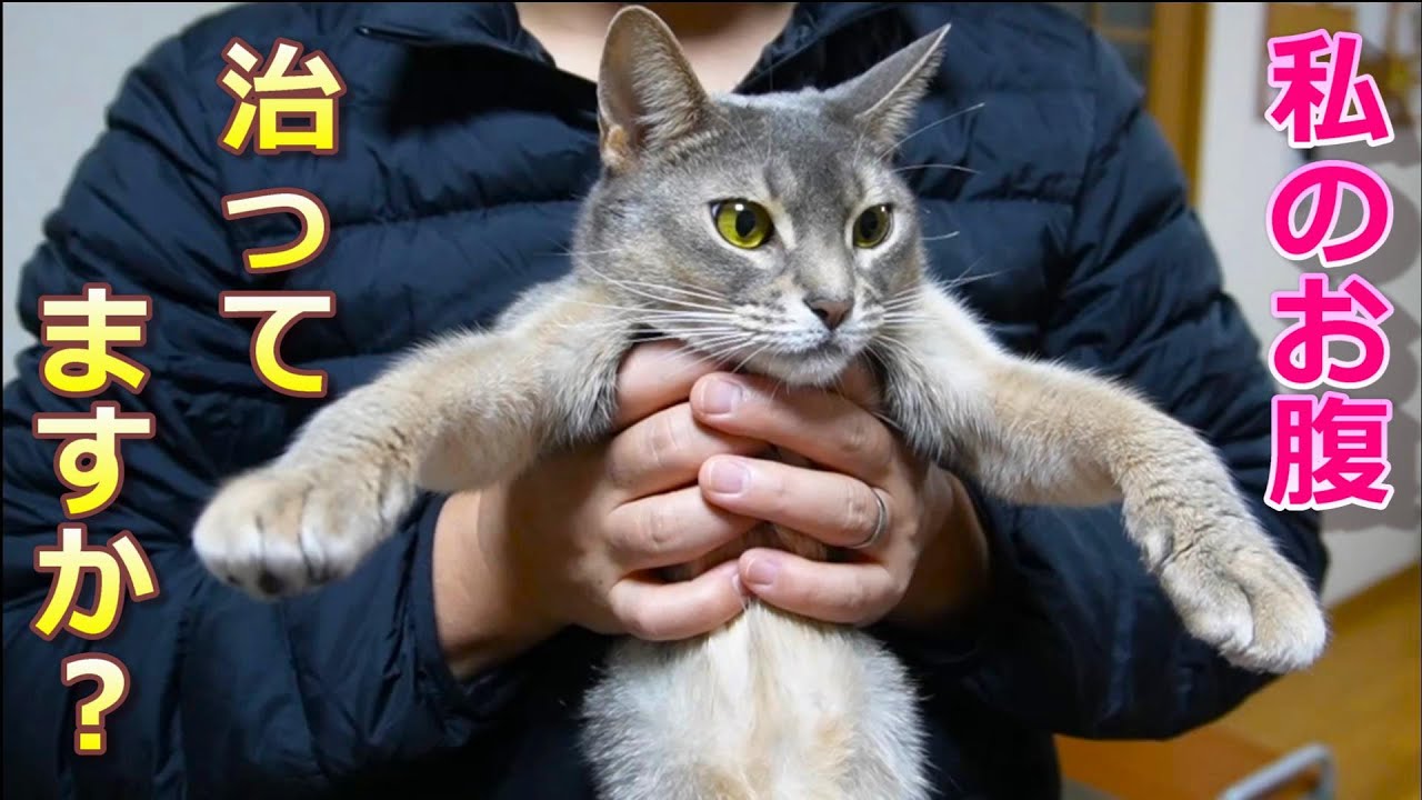 突然お腹と顔が脱毛した猫のその後【スコティッシュフォールド】【アビシニアン】