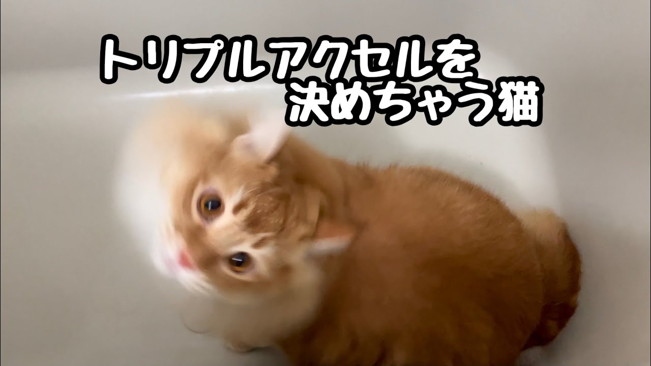 トリプルアクセルを決めちゃう猫【アメリカンカール】