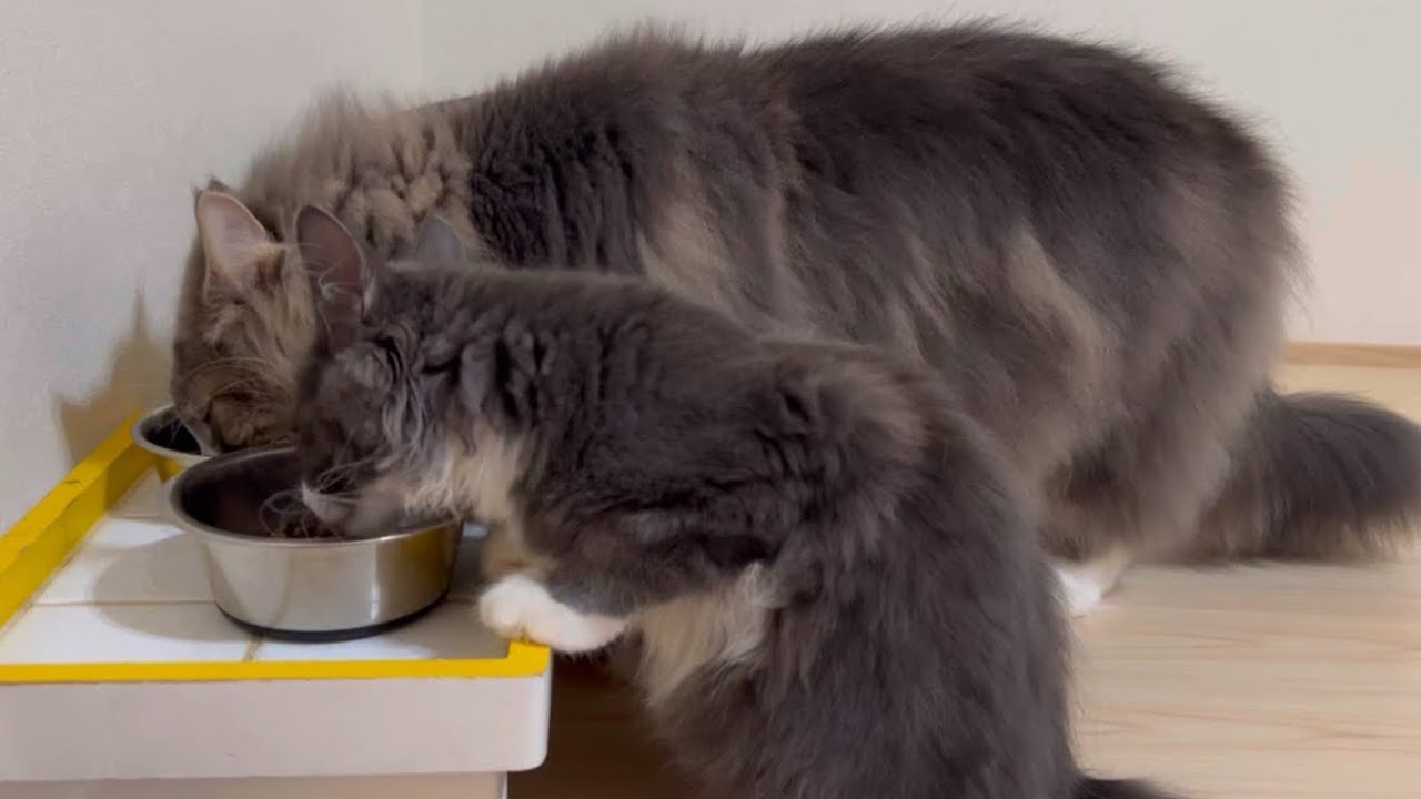 【日常✨】遊んで、食べて、寝て……もふ猫たちの1日のサイクルがこちらwwwターキッシュアンゴラとノルウェージャンフォレストキャット♡