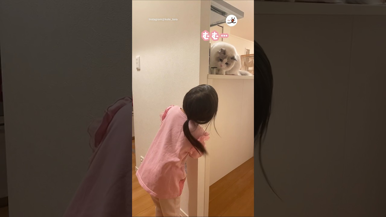 ふたりだけの遊び方☺️｜PECO #ラグドール #猫 #猫動画 #猫のいる暮らし #ragdollcat #ragdoll #cat #catlover #catvideos