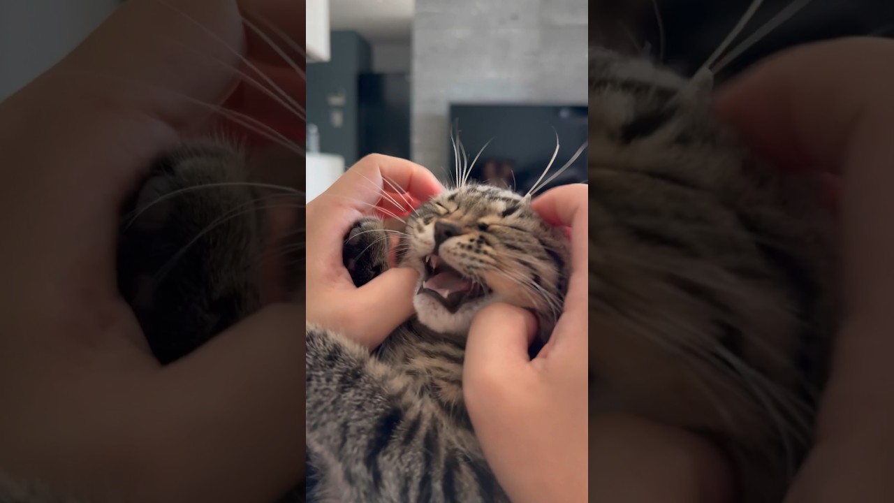 【猫動画】子猫の鳴き声を集めたら可愛すぎて無理www #shorts