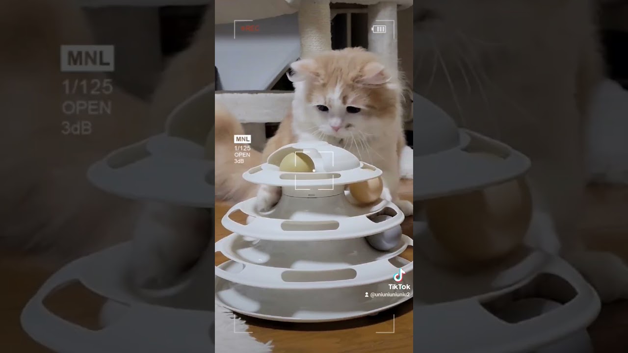 情熱猫陸 #ラガマフィン #猫のいる暮らし #shorts