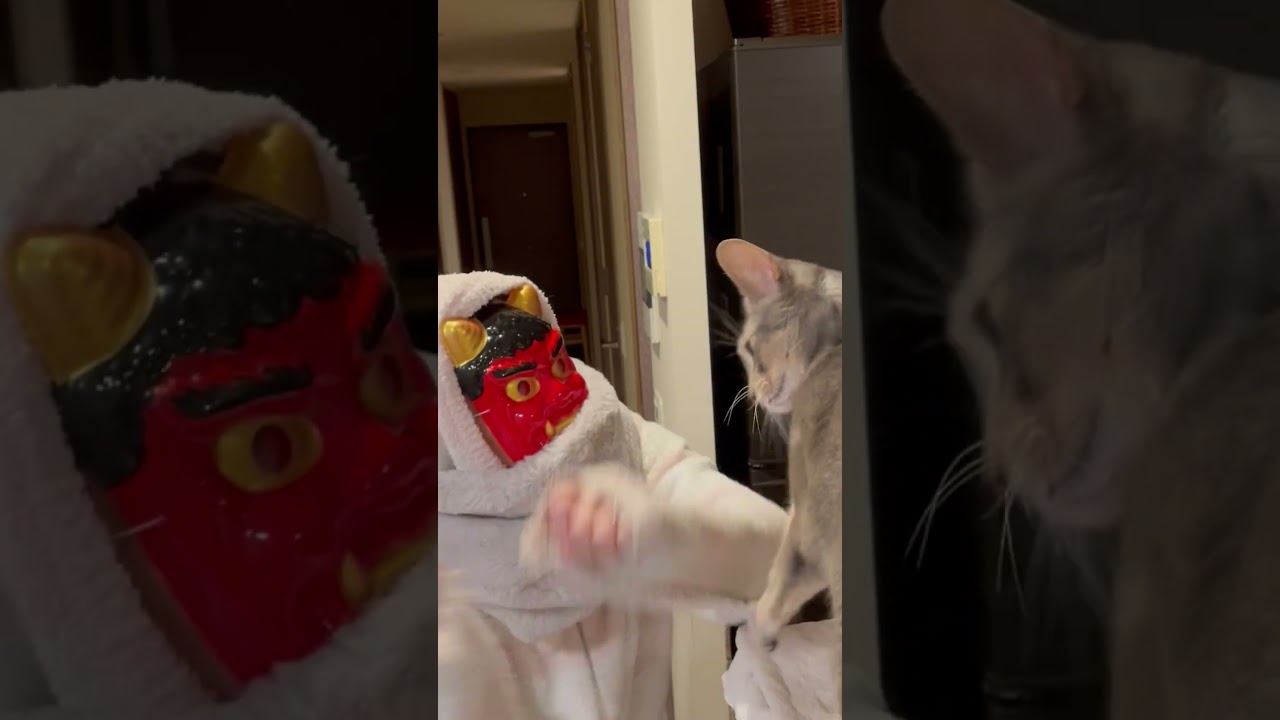 ノリノリな鬼と冷めたうちの猫さん shorts #猫 #アビシニアン